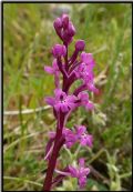 Orchis quadripunctata